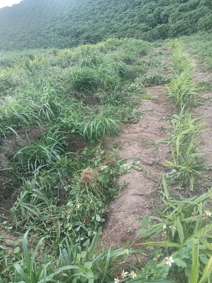 Đất nền 1ha tại xã Phú Tân, Định Quán - Giá chỉ 1.7 tỷ, cơ hội đầu tư tuyệt vời!