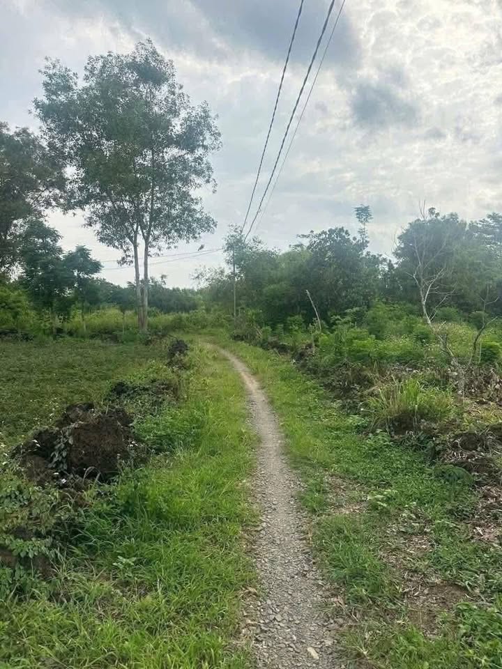 Đất nền Phú Vinh, Định Quán, Đồng Nai 10,000m² - Giá đầu tư chỉ 1.7 tỷ!