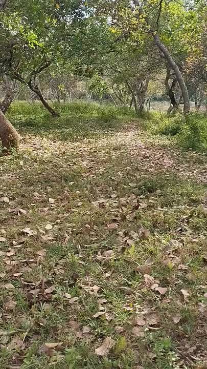 Đất nền Phước Sơn Bù Đăng 2,2ha giá chỉ 2,5 tỷ - Cơ hội đầu tư tuyệt vời!