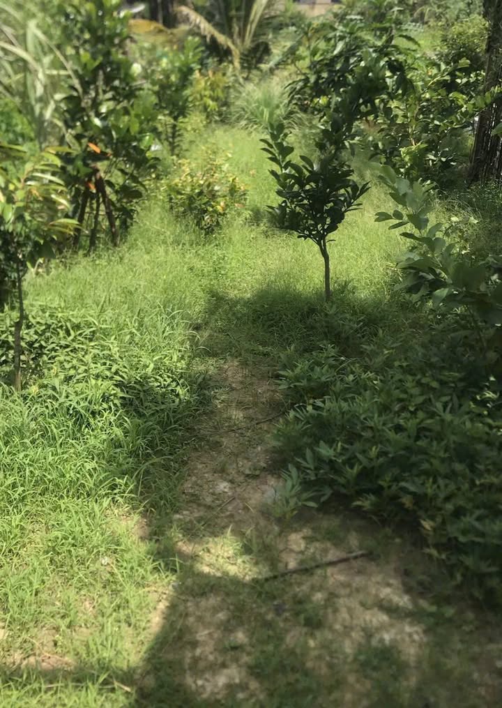 Bán đất thổ cư 498,7m² - Đường Thoại Ngọc Hầu, Tân Hiệp - Giá chỉ 850 triệu!