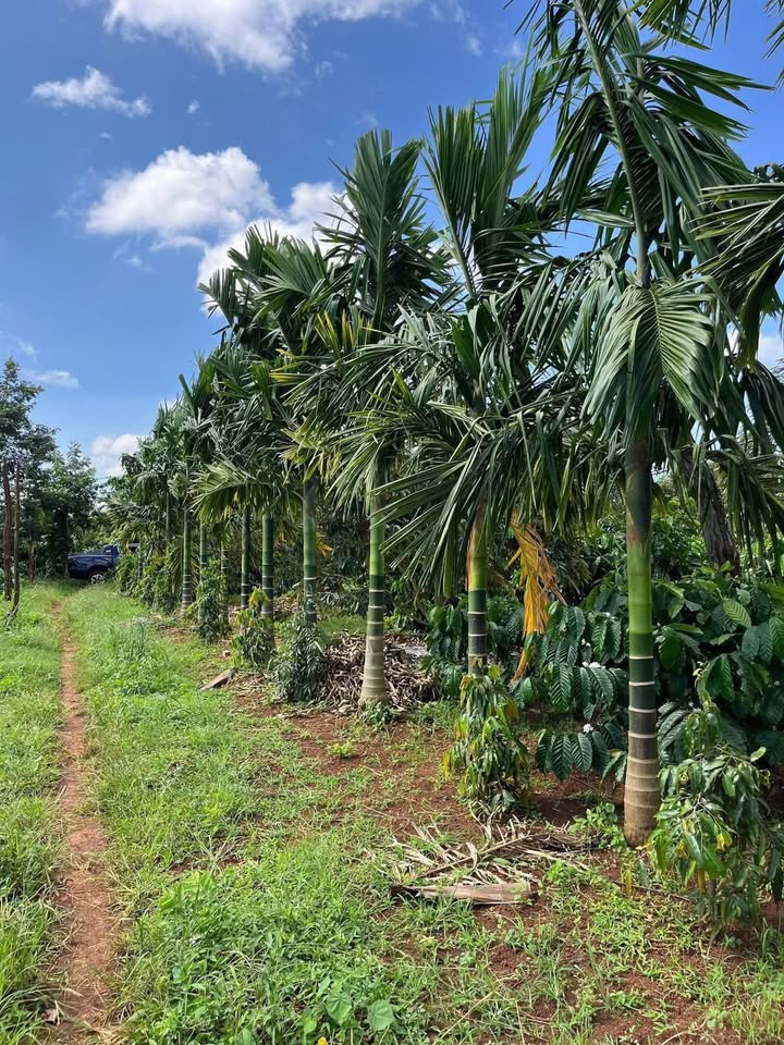 Đất rẫy Quảng Tiến, Cư M'gar 5,6 sào giá 990 triệu - Tiềm năng phát triển mạnh mẽ!