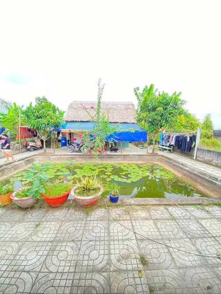Nhà vườn Bình Mỹ Củ Chi 500m² giá 2.5 tỷ - Chốn nghỉ dưỡng lý tưởng cho gia đình!