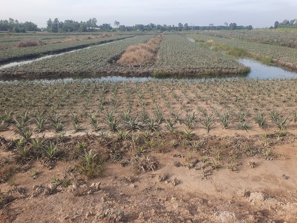 Đất nông nghiệp Thạnh Mỹ, Tân Phước 10.000m² giá 5.4 tỷ - Đầu tư sinh lời ngay!