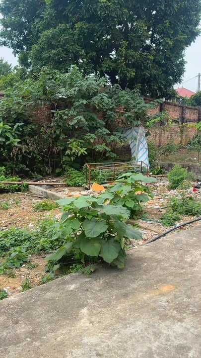 Đất thổ cư Tích Giang Phúc Thọ 118m² giá 2.37 tỷ - Đầu tư sinh lời ngay!