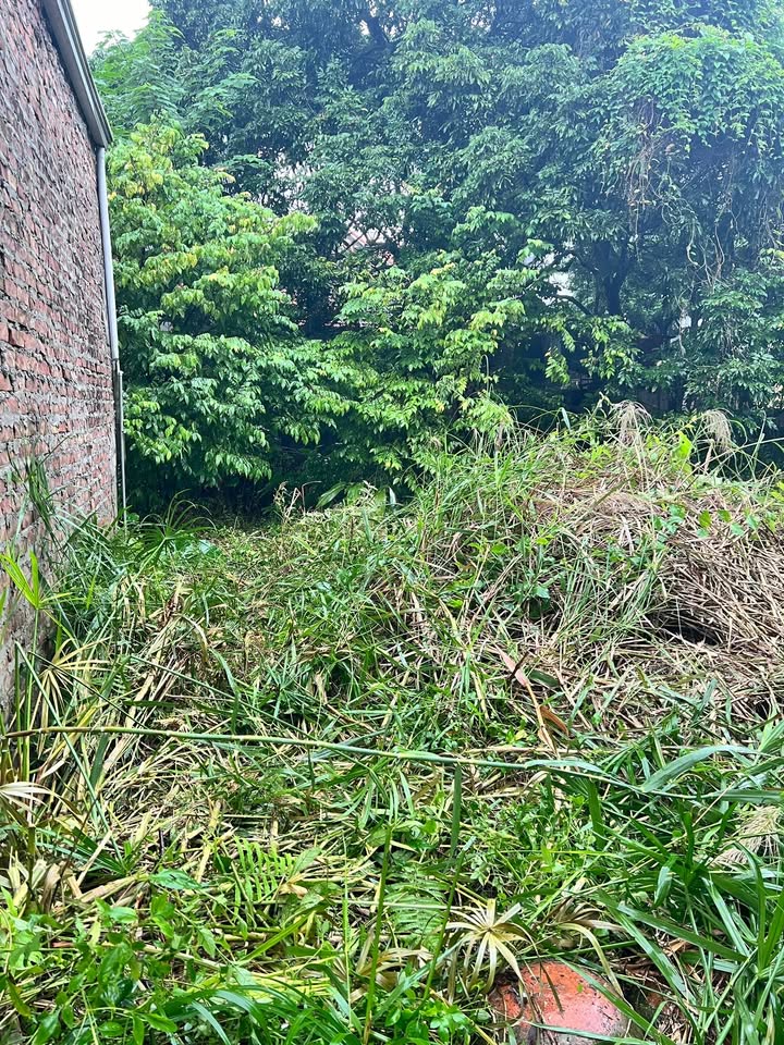 Đất thổ cư 259m² tại xã Phụng Châu, Chương Mỹ - Đầu tư sinh lời hấp dẫn!