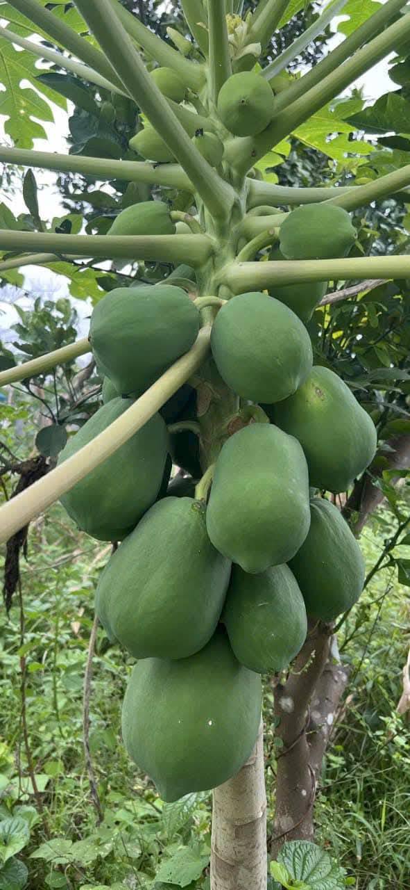 Bán lô đất 1.750m² Trường Sơn, An Lão, Hải Phòng - Đầu tư sinh lợi hấp dẫn!