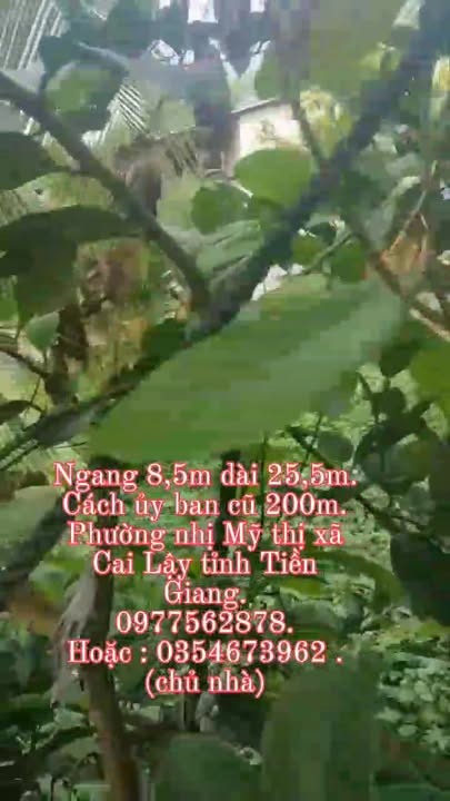 Nhà cấp 4 phường Nhị Mỹ, Thị xã Cai Lậy 216m² - Hướng Đông, giá thỏa thuận!