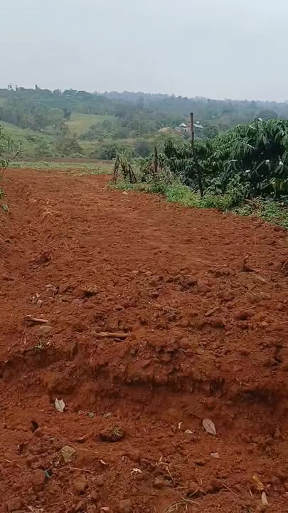 Đất nền thôn 7, xã Ea Kiết, 13.000m² giá 504 triệu - Tiềm năng đầu tư lớn!