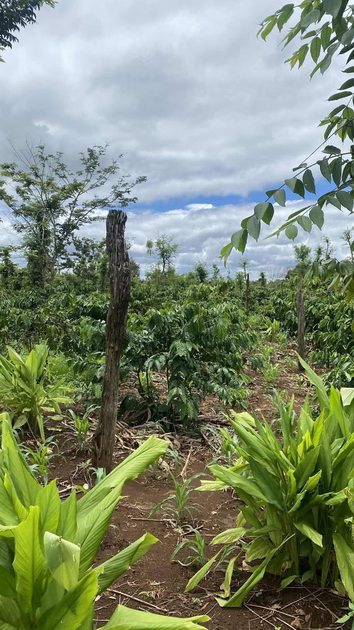 Đất nền hẻm cấp 1 Phan Bội Châu, Quảng Phú 360m² giá 500 triệu - Đầu tư sinh lời!