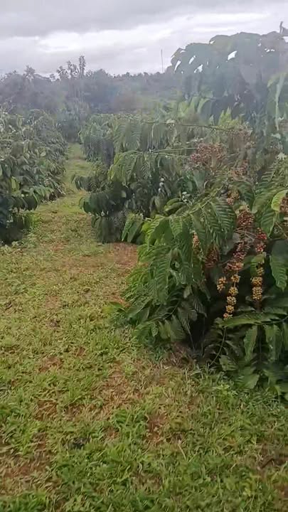Farm cà phê 1,1ha tại Chư Sê giá 2,5 tỷ - Kinh doanh ổn định