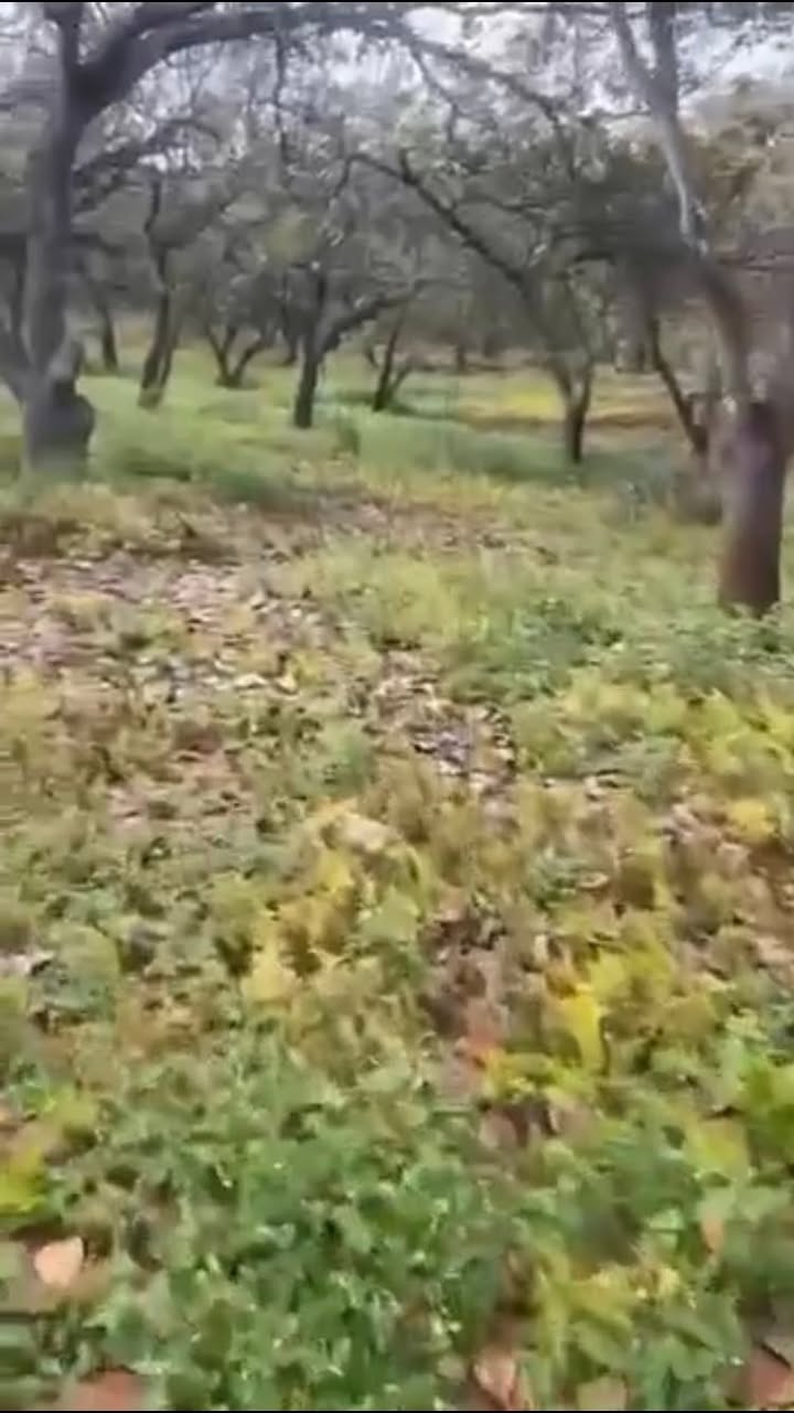 Đất nông nghiệp Tân Hưng Hớn Quản 28.000m² giá 3.1 tỷ - Đầu tư sinh lời quanh năm!