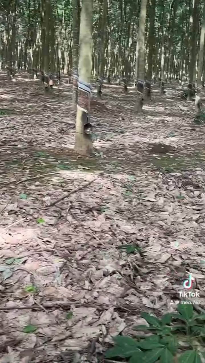 Đất Farm 1.01ha tại ấp 6, xã Tân Thành, Đồng Xoài - Đầu tư sinh lời tuyệt vời!