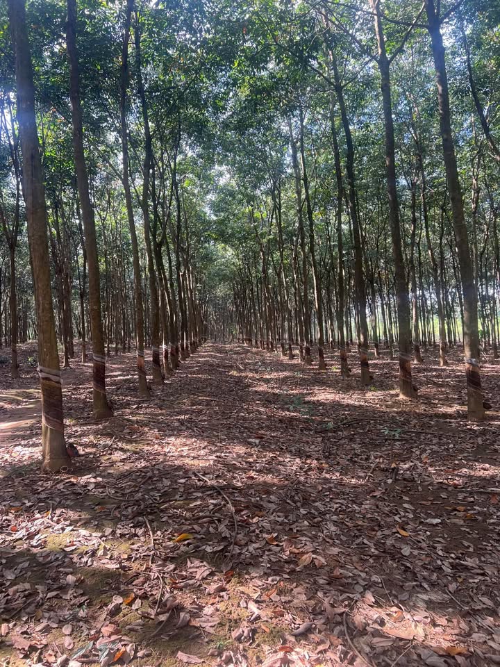 Farm 1ha tại Tân Thành Đồng Xoài, Bình Phước giá 3 tỷ - Đầu tư sinh lời ngay!