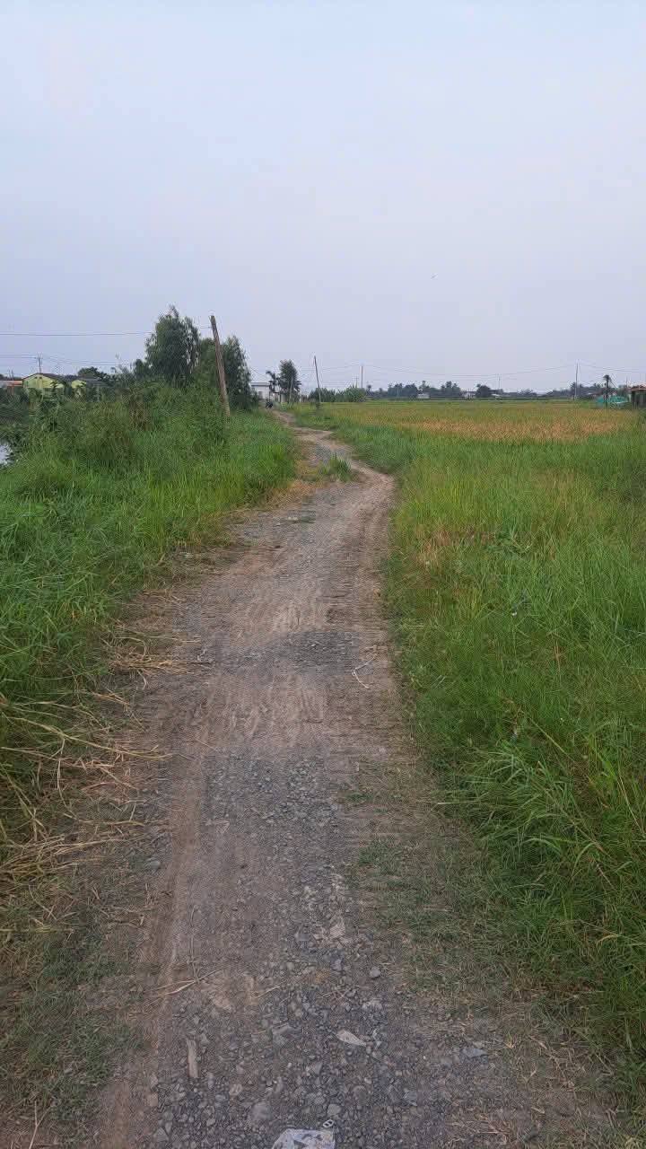 Đất lúa 1300m² mặt tiền 40m tại xã Thanh Phú Long - Đầu tư sinh lời chỉ 479 triệu!