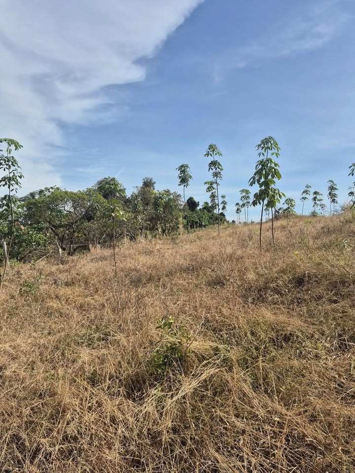 Đất trồng cao su 74000m² tại Minh Hưng, Bù Đăng chỉ 550 triệu - Sổ hồng chính chủ!