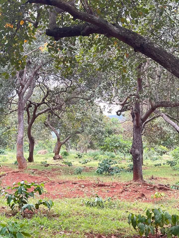 Đất nông nghiệp Thọ Sơn 3,3ha giá 1,4 tỷ - Mặt tiền đường thuận lợi!