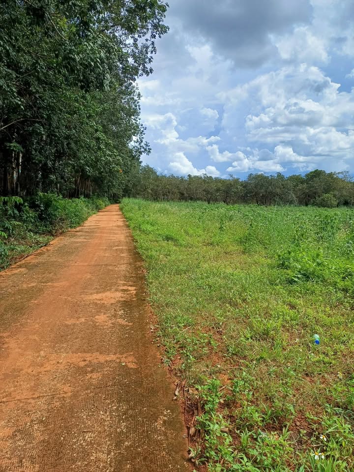 Đất nền Đức Liễu 1600m² giá 285 triệu - Đất bằng, mặt tiền 6m