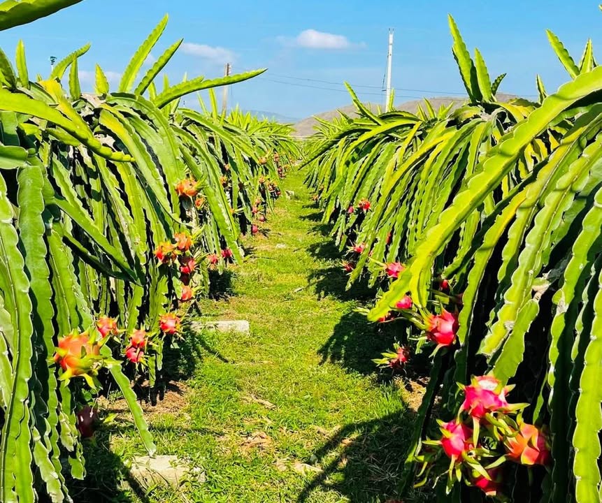 Đất 8000m² Mỹ Thạnh - Hàm Thuận Nam, Bình Thuận - Cơ hội đầu tư hấp dẫn!