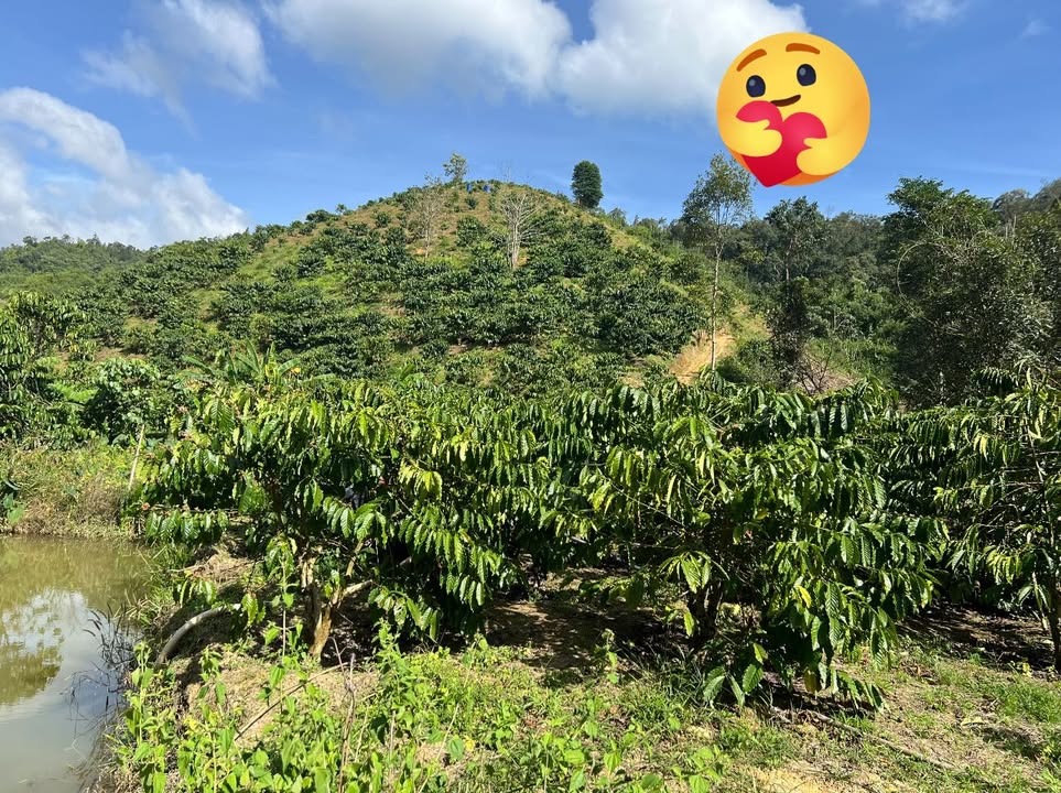 Đất nông nghiệp Liêng Sronh Đam Rông 2ha giá 1.5 tỷ - Cơ hội đầu tư tuyệt vời!