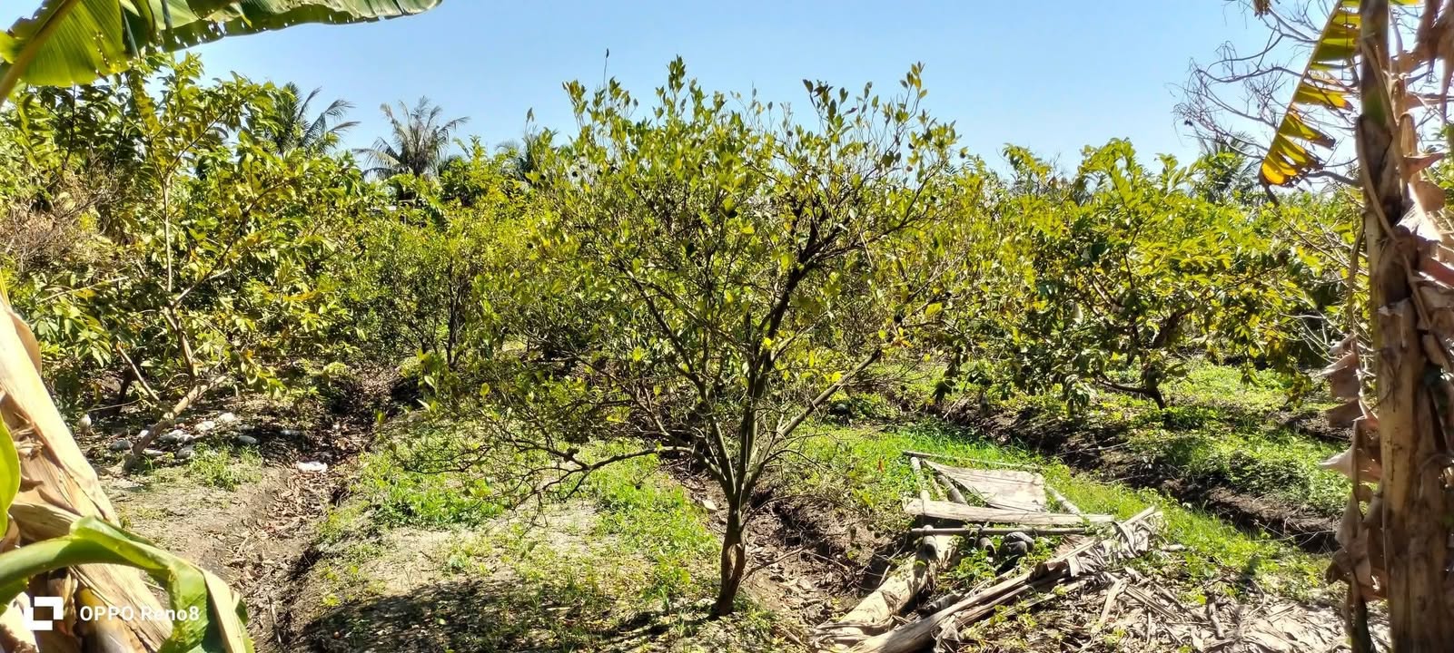 Bán đất vườn xã Tân An, Cần Đước, 1.087m² - Giá chỉ 320 triệu, thương lượng chính chủ!