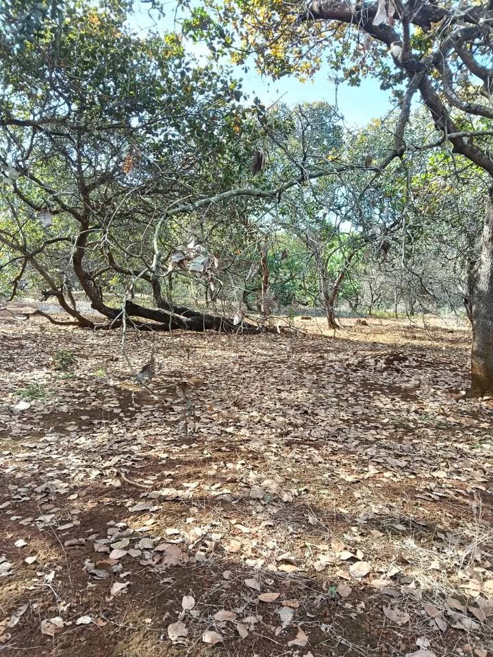 Đất nền phường Tân Hưng, Đồng Phú 27.000m² giá 4.05 tỷ - Đường bê tông rộng rãi!