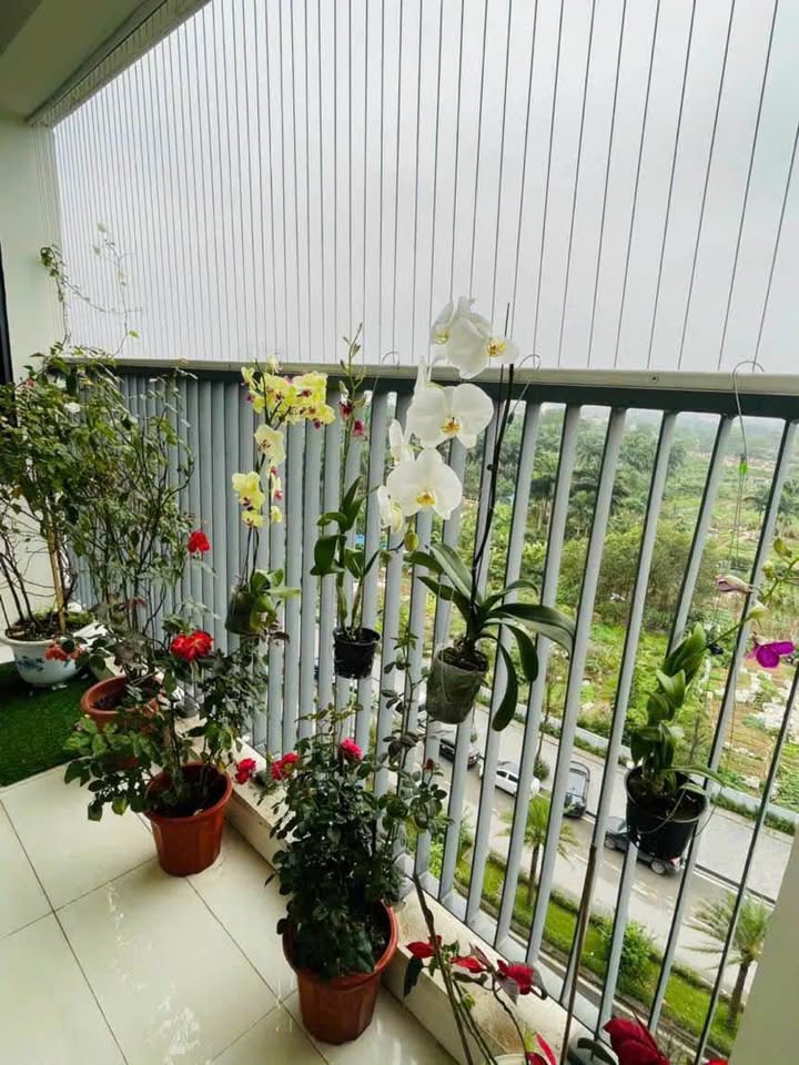 Căn hộ cho thuê Green Star, Bắc Từ Liêm - 2PN chỉ từ 10 triệu/tháng!