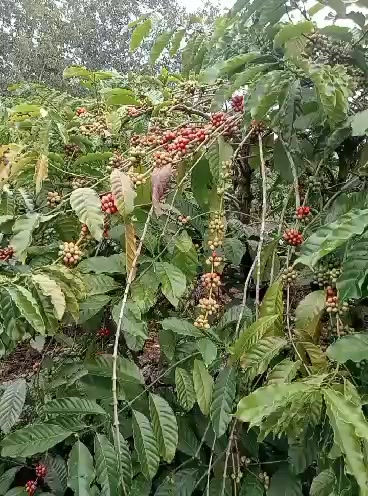 Đất mặt đường Vụ Bổn, Krông Pắc 828m² giá chỉ 300 triệu - Cơ hội đầu tư tuyệt vời!