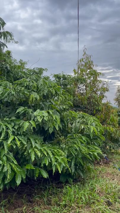 Đất nền Đinh Trang Hòa 10.702m² giá 3.2 tỷ - Tiềm năng làm vườn tuyệt vời!