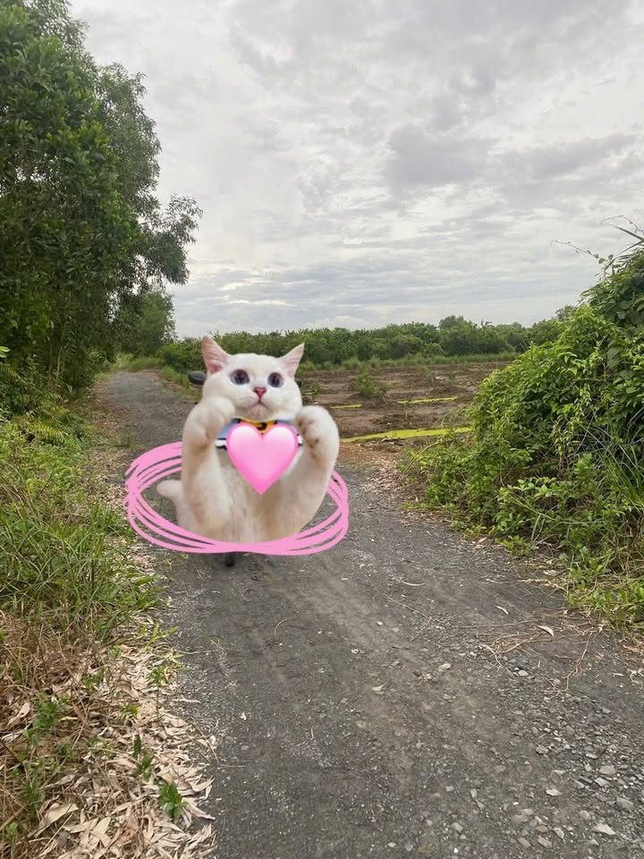 Đất vườn 522m² mặt tiền kênh lớn tại Lương Hòa, Bến Lức - Giá 880 triệu, đầu tư sinh lời!