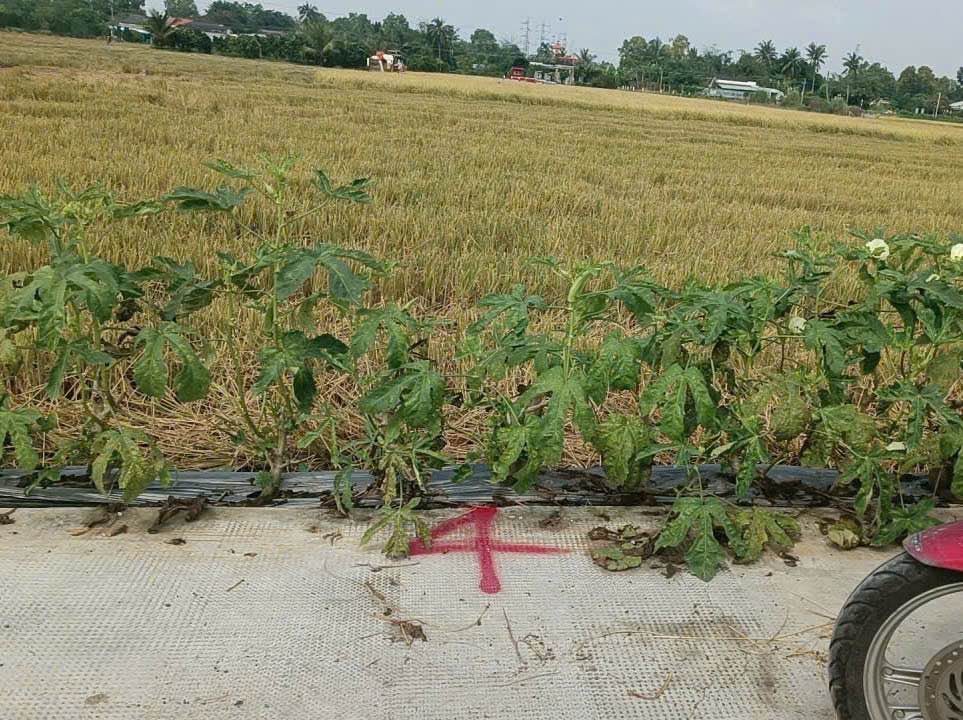 Đất thổ cư xã Bình Tịnh, Tân Trụ, Long An 185m² giá 450 triệu - Đầu tư sinh lời lý tưởng!