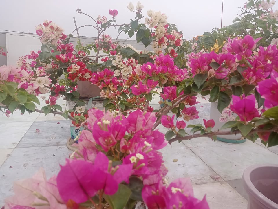 Nhà 3 tầng Bích Động 73m² giá 4 tỷ - Tiềm năng kinh doanh cao!