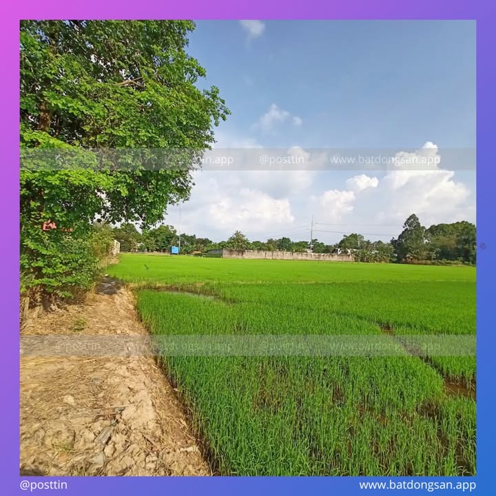 Đất nền 2000m² tại phường Mỹ Quý, TP Long Xuyên - Cơ hội đầu tư sinh lời cao!