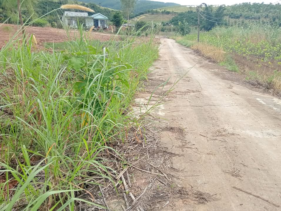 Đất thổ cư Lâm Hà 2000m² giá 1.7 tỷ - Cơ hội đầu tư hấp dẫn!