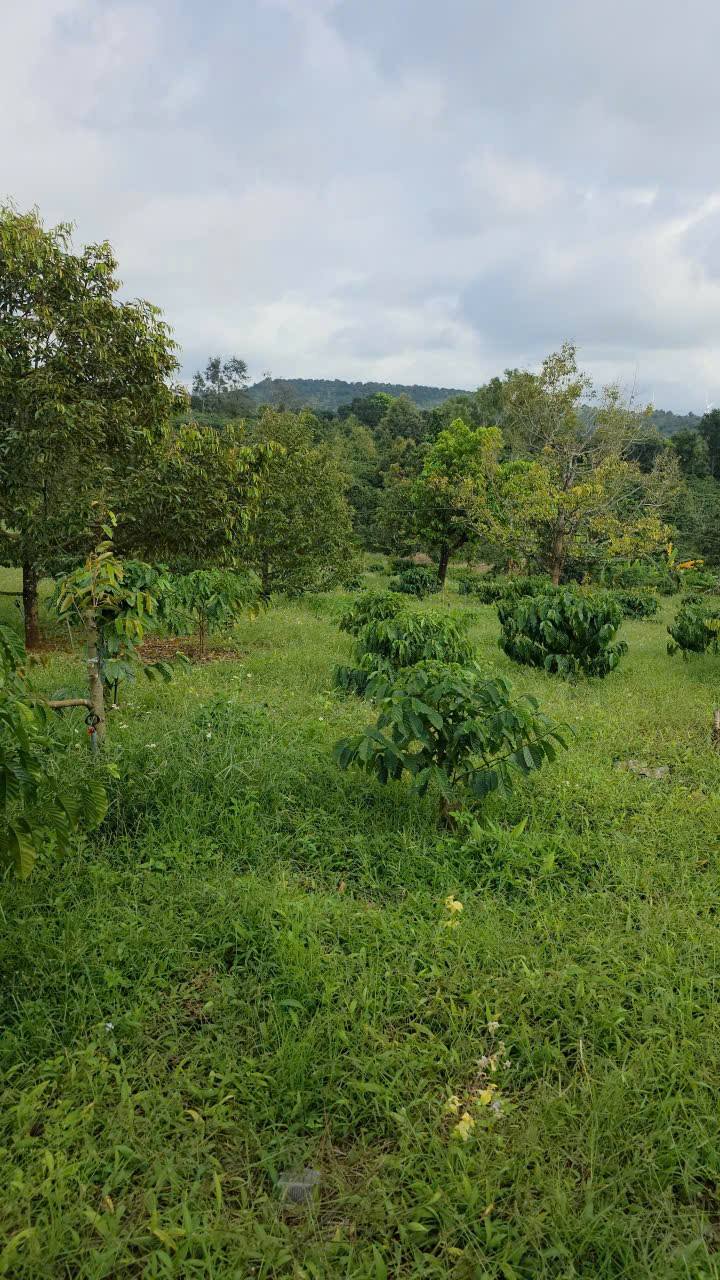 Đất rẫy Krông Búk 20.000m² giá 4.65 tỷ - Đầu tư sinh lời hấp dẫn!