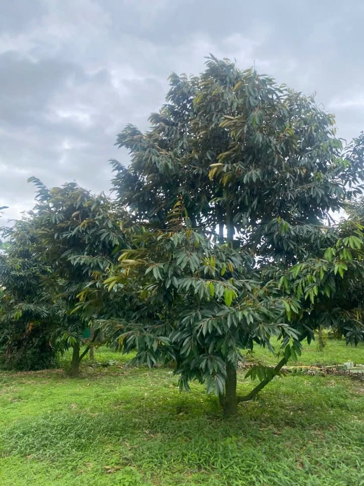 Đất nông nghiệp Cư Yang 5000m² giá 1,3 tỷ - Cơ hội đầu tư sinh lời!