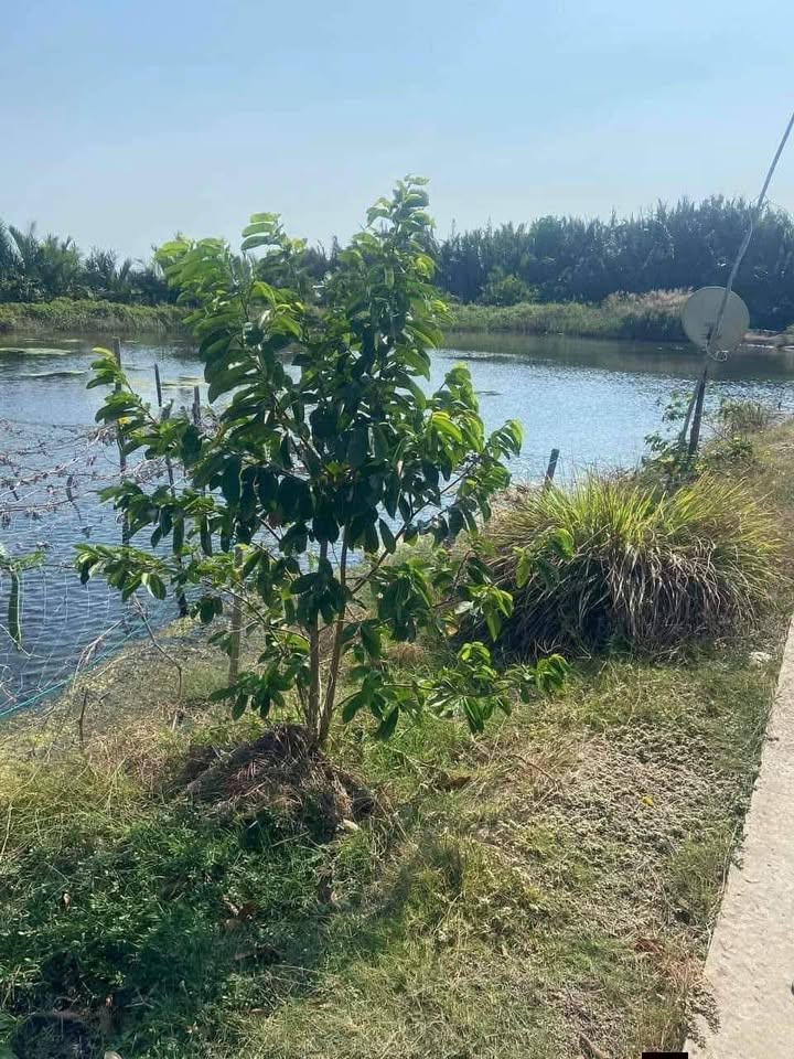 Đất Farm 43000m² tại Bình Đại, Bến Tre giá 4 tỷ - Đầu tư thuỷ sản sinh lời ổn định!