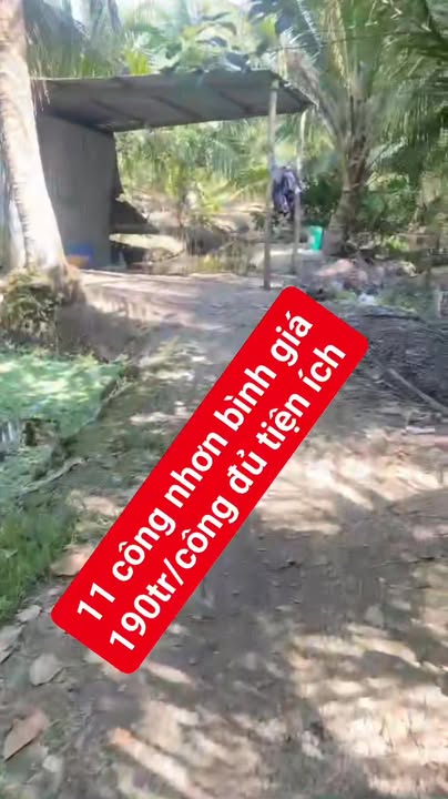 Đất nền xã Hòa Bình, Trà Ôn, Vĩnh Long 6450m² giá 190 triệu - Mặt tiền đường bê tông rộng rãi!