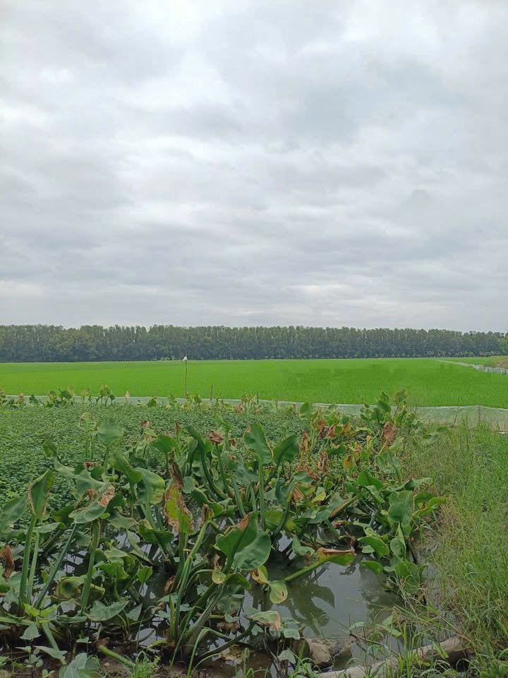 Đất nền thổ cư Định Thành 11.45 công giá chỉ 700 triệu - Mặt tiền đường Tỉnh 943!