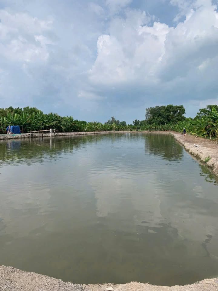 Đất Farm 8000m² tại Vĩnh Trạch, An Giang - Giá thỏa thuận hấp dẫn!