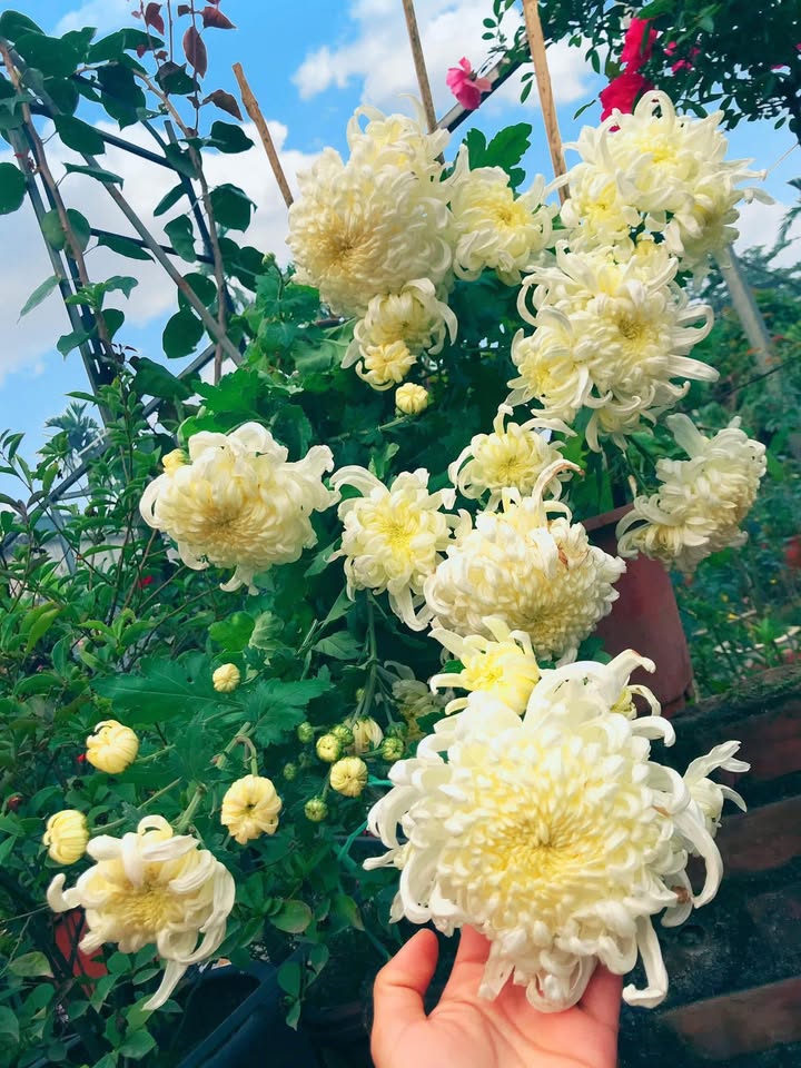 Nhà cho thuê 2 tầng tại trung tâm Hưng Yên, 80m² - Full nội thất, giá 5.5 triệu