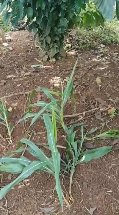 Đất nền Thống Nhất, Buôn Hồ 3300m² giá 891 triệu - Cơ hội đầu tư tuyệt vời!