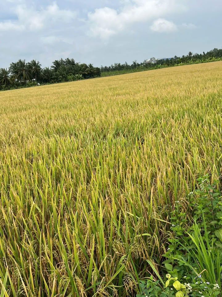 Đất lúa 2000m² giá 750 triệu - Cơ hội đầu tư tuyệt vời tại Bến Lức!