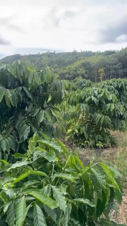 Farm Đắk Mil 1ha giá 1.38 tỷ - Sổ đỏ chính chủ hỗ trợ làm sổ!