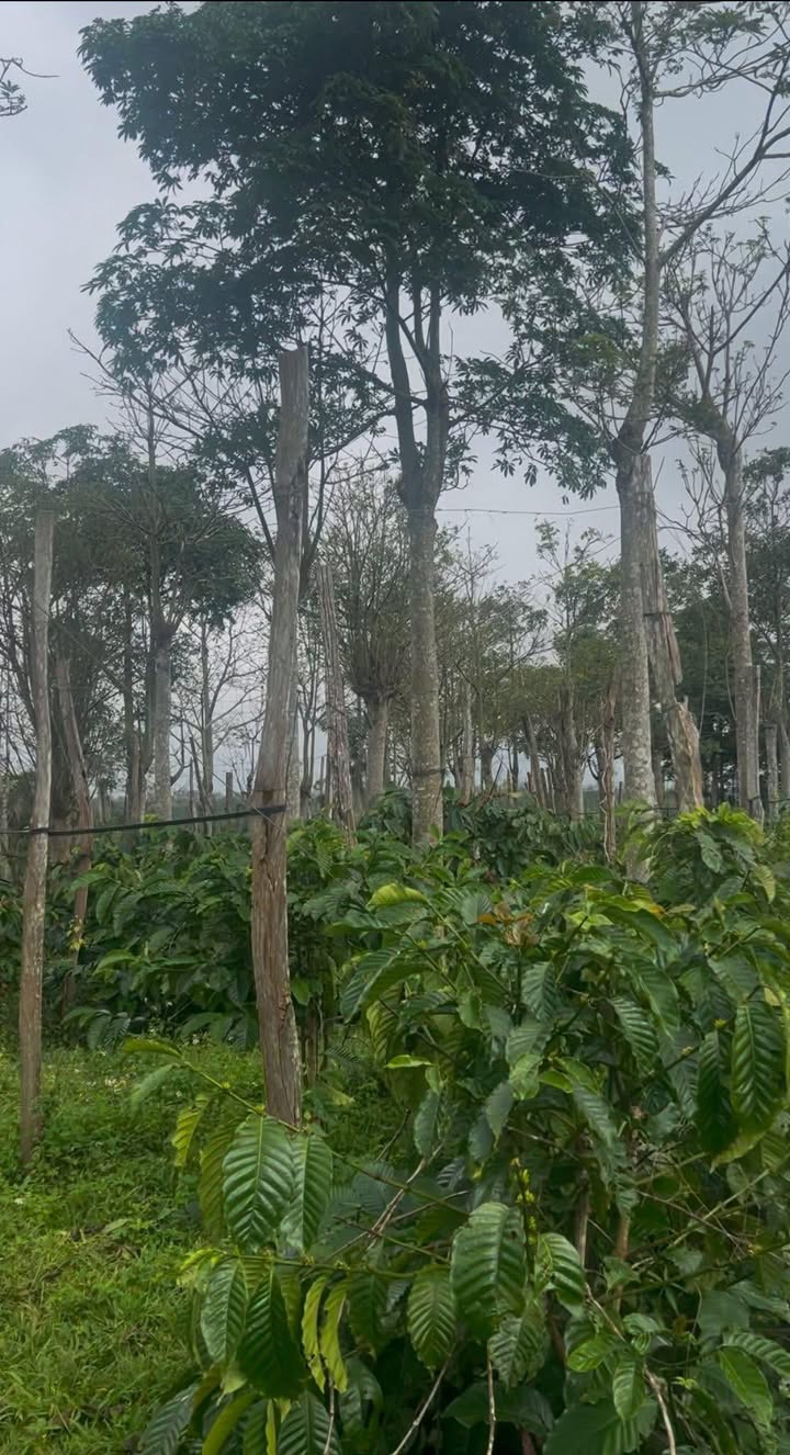 Đất nền Ea Tul, Cư M'gar 4600m² giá 920 triệu - Đầu tư sinh lời ngay!