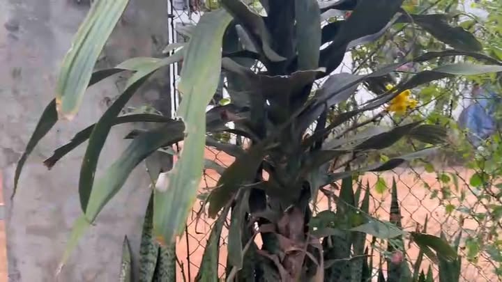 Đất nền Đoàn Kết Buôn Hồ 506m² giá 1.29 tỷ - Khu dân cư đẹp, thuận tiện!