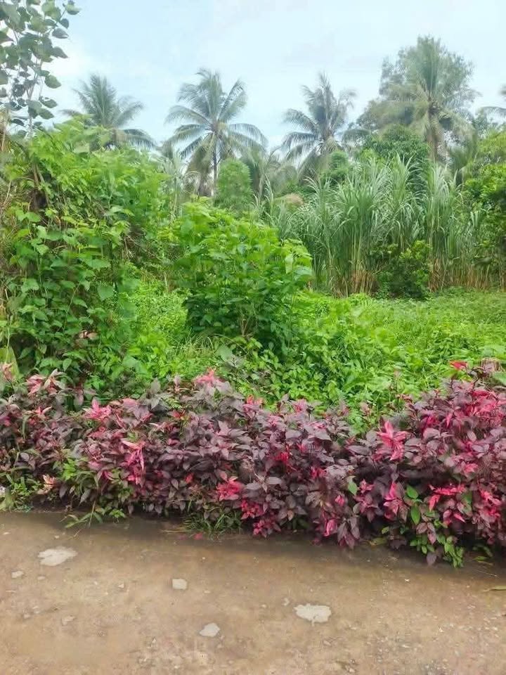 Đất mặt tiền xã Thuận Điền, Giồng Trôm, Bến Tre 260m² giá 550 triệu - Đầu tư sinh lời cao!