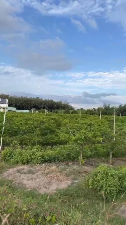 Đất nền Trảng Bàng 1000m² giá chỉ 65 tỷ - Vị trí lý tưởng cho khu nghỉ dưỡng