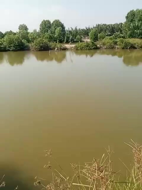 Đất nuôi tôm công nghệ 30.000m² tại Cồn Ông, Dân Thành - Giá chỉ 3.9 tỷ!