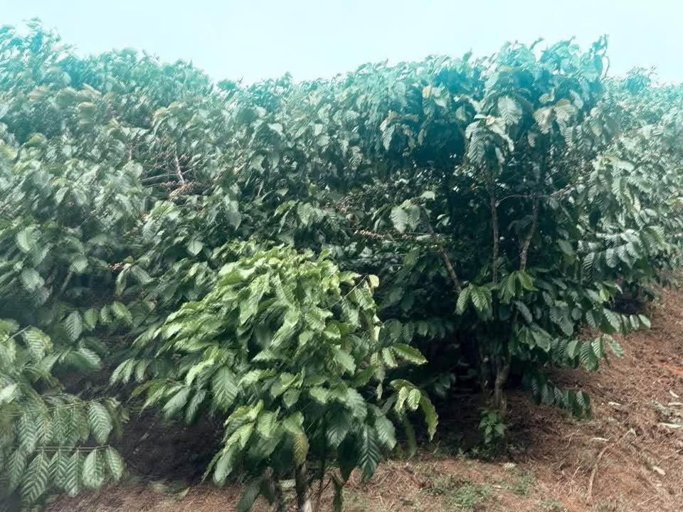 Đất nền Lộc Phú, Bảo Lâm 6000m² giá 2.35 tỷ - Pháp lý đầy đủ sổ đỏ