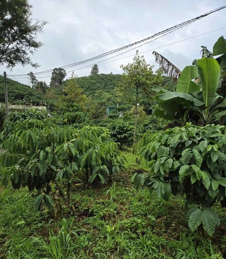 Đất thổ cư Đại Lào Bảo Lộc 1500m² giá 1.04 tỷ - Đường bê tông ô tô vào tận nơi!